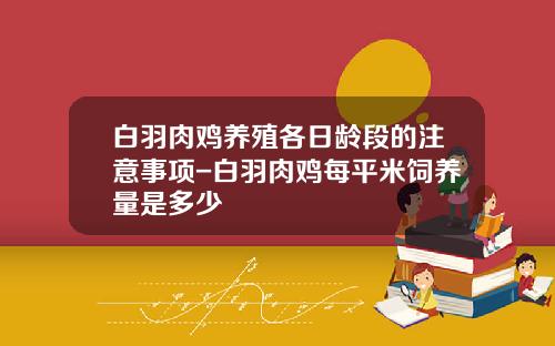 白羽肉鸡养殖各日龄段的注意事项-白羽肉鸡每平米饲养量是多少